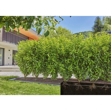 Gardena Micro Drip Startset Struik/haag 25 Meter 5 Gardena Micro Drip Startset Struik/haag 25 Meter - Afbeelding 3